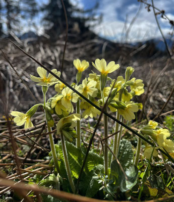 Schlüsselblume