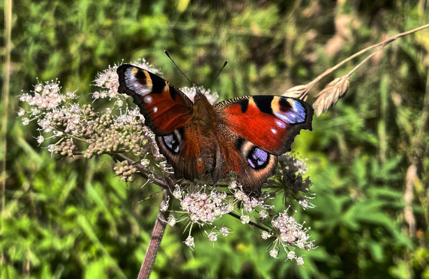 Schmetterling