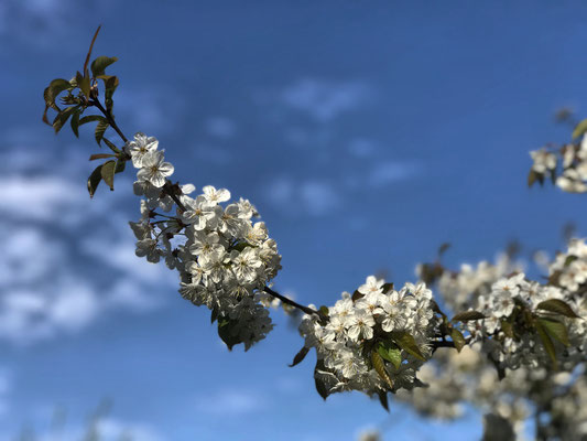 Frühlingsblüten