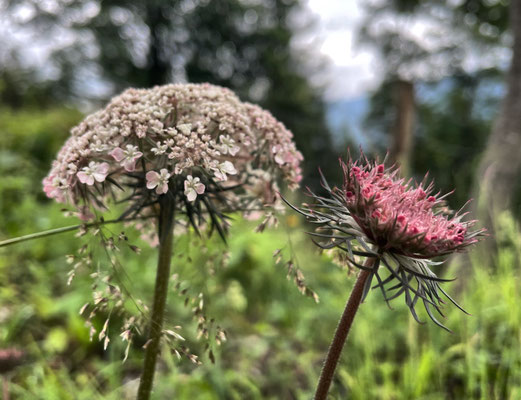 Sommerblumen