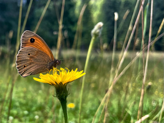 Schmetterling