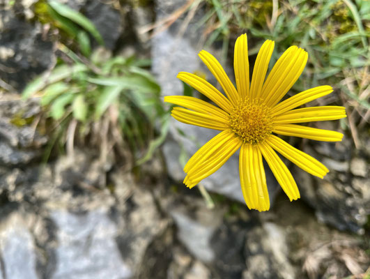 Blumen im Herbst