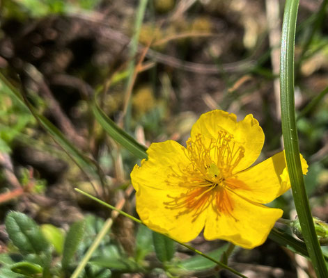 Sommerblumen