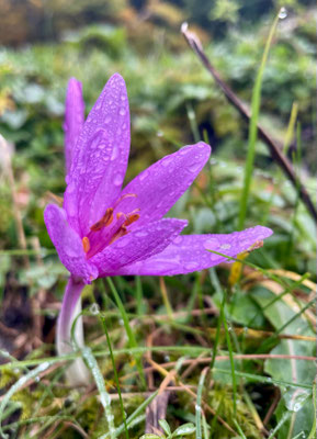 Herbstzeitlose