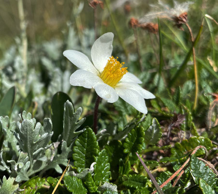 Sommerblumen