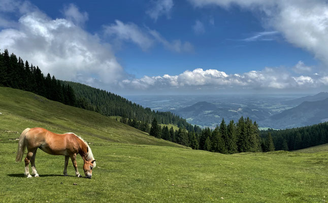 Pferde auf offener Weide