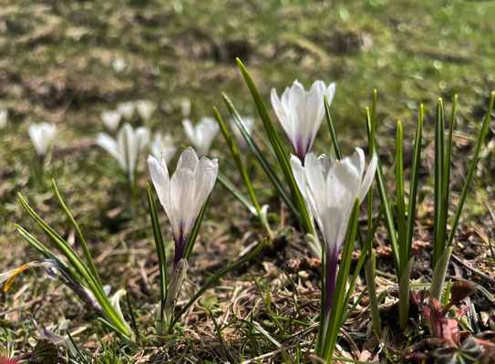 Krokusse