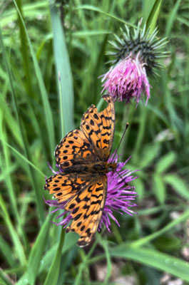 Schmetterling