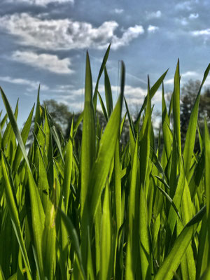 Frühling
