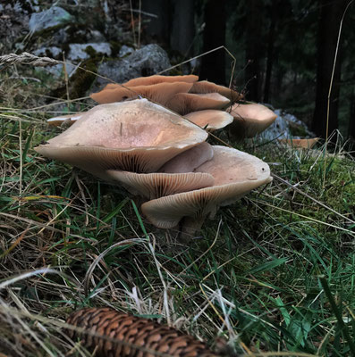 Pilze im Wald