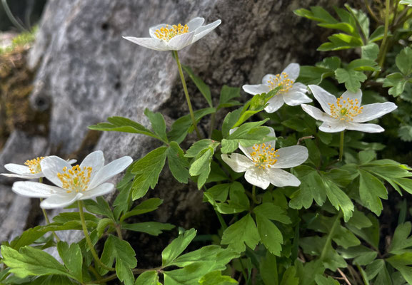 Frühlingsblumen