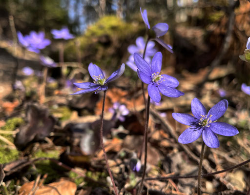 Leberblümchen