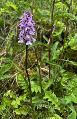 Sommerblumen