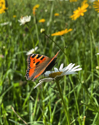 Schmetterling auf der Sommerwiese von Mailach