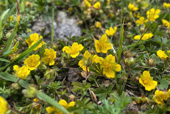 Frühlingsblumen