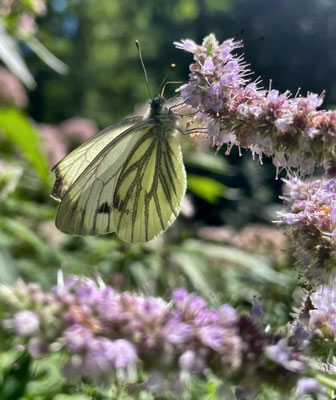 Schmetterling