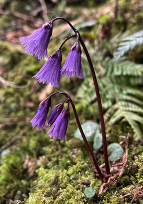 Gewöhnliches Alpenglöckchen