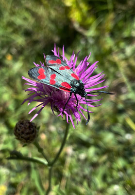 Schmetterling