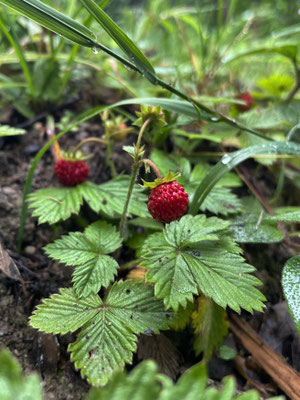 Walderdbeeren
