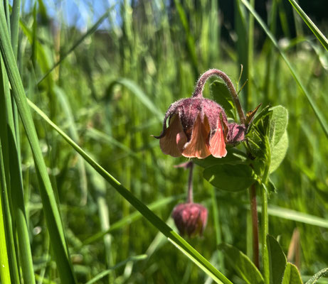 Frühlingsblumen