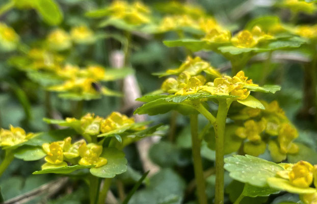 Frühlingsblumen