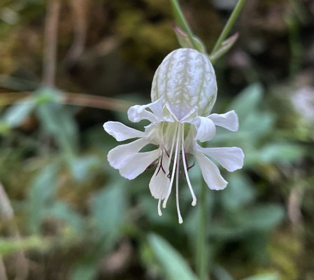 Sommerblumen