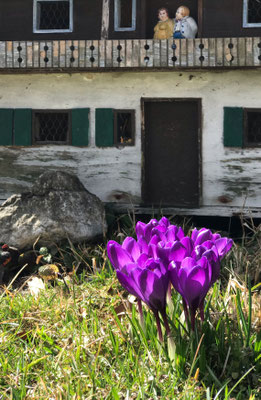 Krokusse