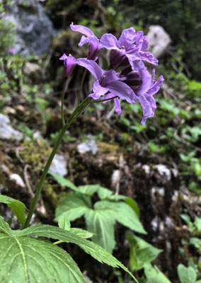 Frühlingsblumen