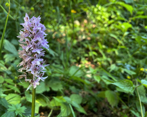 Sommerblumen