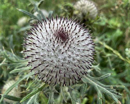 Sommerblumen