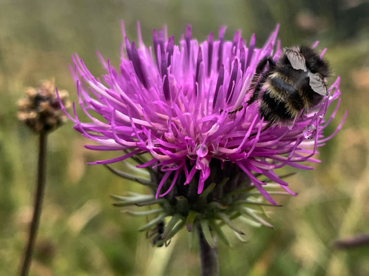 Sommerblumen