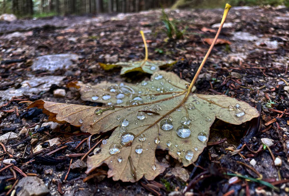 Herbstliche Blätter