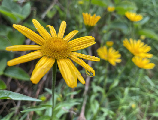 Sommerblumen