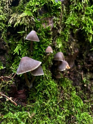 Pilze im Wald