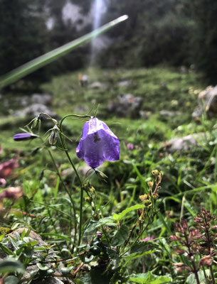 Glockenblume