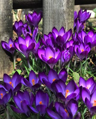 Krokusse