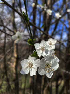 Frühlingsblüten