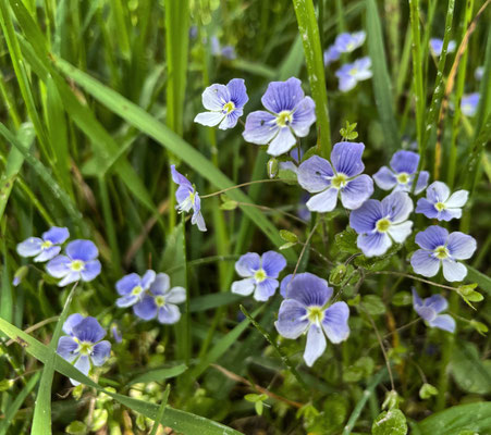 Frühlingsblumen
