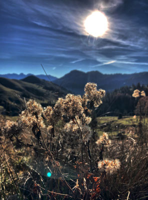 Spätherbstliche Vegetation
