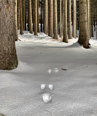 Spuren im Schnee