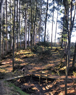 Auf dem Waldweg unterhalb vom Durhamer Berg