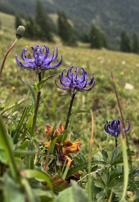 Sommerblumen