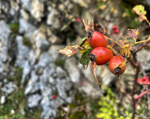 Hunds-Rose