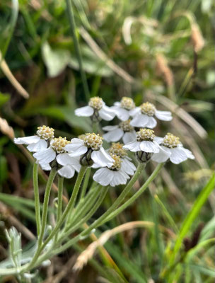 Sommerblumen