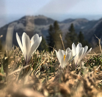 Krokusse am Schweinsbergsattel