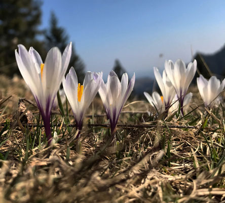 Krokusse am Schweinsbergsattel