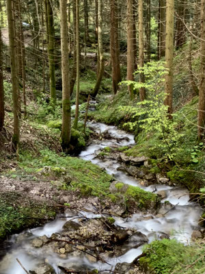 Bach im Wald bei Birkenstein
