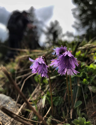 Alpen-Soldanelle