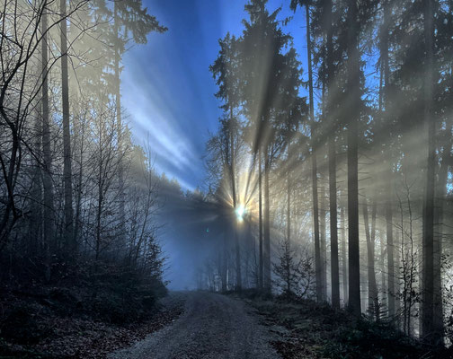Herbstnebel im Wald