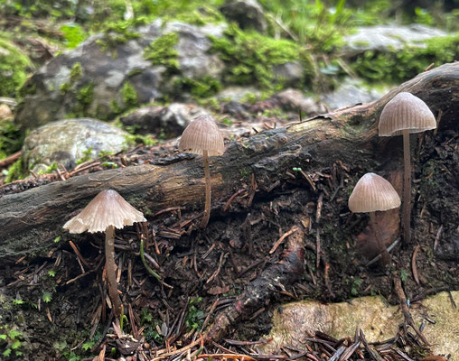 Kleine Pilze im Bergwald